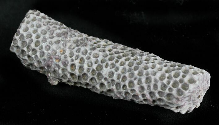 Fossil Tabulate Coral (Thamnopora) - Morocco #28538